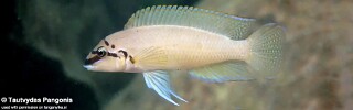 Chalinochromis brichardi &#39;Isanga Bay&#39;