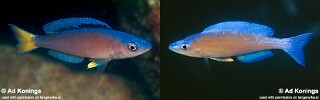 Cyprichromis leptosoma &#39;Isanga Bay&#39;