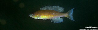 Cyprichromis pavo &#39;Isanga Bay&#39;