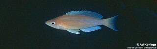 Cyprichromis sp. &#39;leptosoma jumbo&#39; Isanga Bay