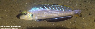 Enantiopus melanogenys &#39;Isanga Bay&#39;