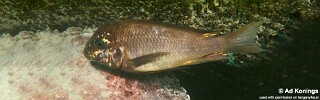 Petrochromis ephippium &#39;Isanga Bay&#39;