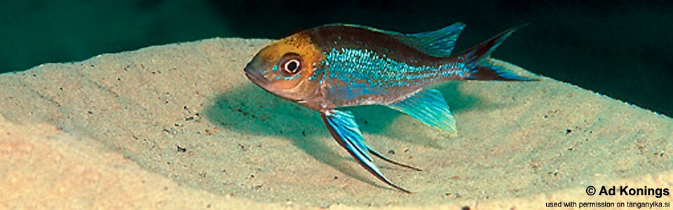 Cyathopharynx furcifer 'Isanga Bay'