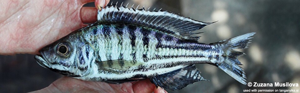 Hemibates koningsi 'Isanga Bay'