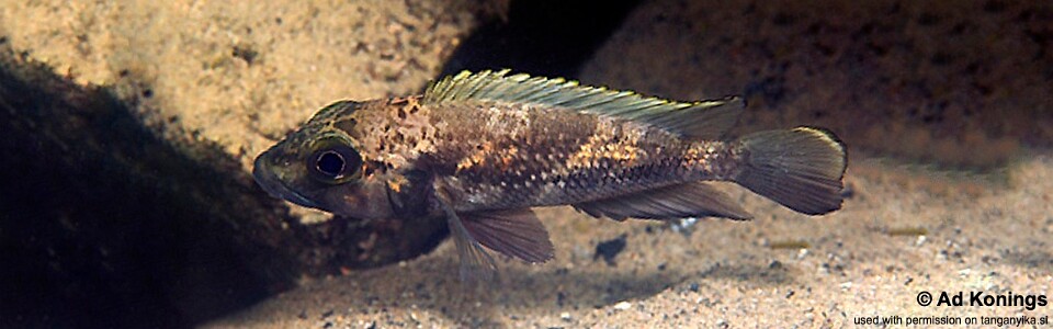 Lamprologus lemairii 'Isanga'<br><font color=gray>Lepidiolamprologus lemairii 'Isanga Bay'</font> 