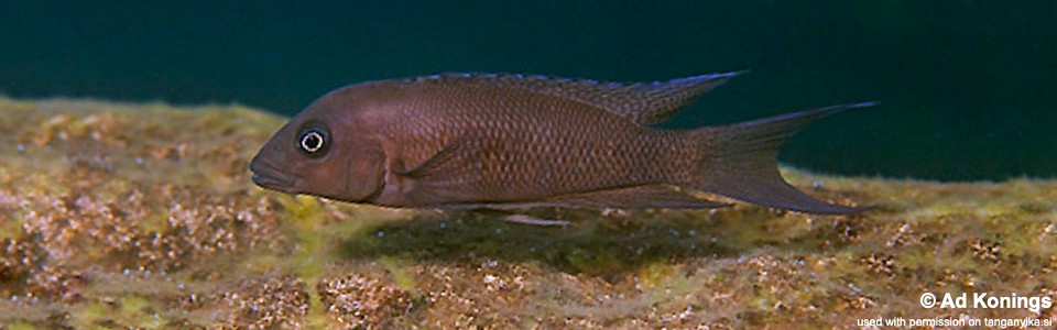 Neolamprologus christyi 'Isanga'