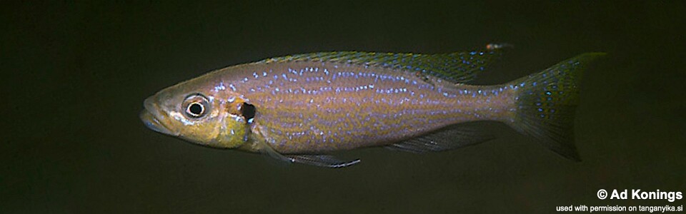 Perissodus microlepis 'Isanga Bay'