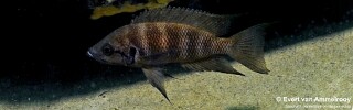 Neolamprologus savoryi 'Isanga Bay'.jpg
