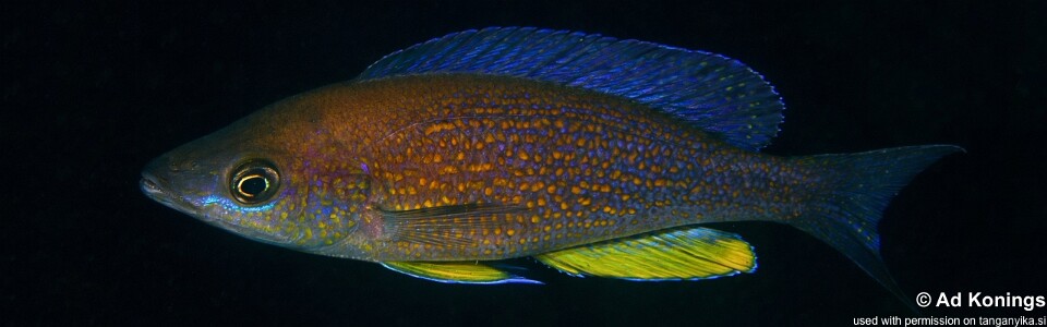 Cyprichromis pavo 'Izinga Island'