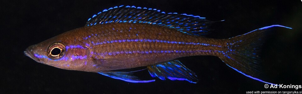 Paracyprichromis nigripinnis 'Izinga Island'