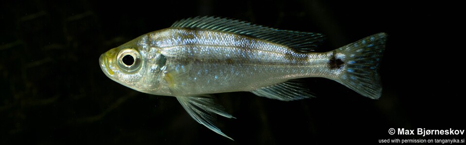 Haplotaxodon trifasciatus 'Izinga'