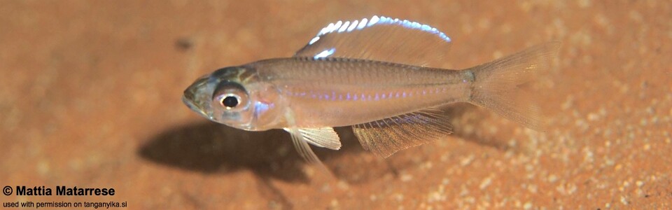 Trematocara stigmaticum 'Jakobsen's Beach'