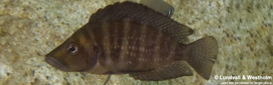 Altolamprologus compressiceps 'Jakobsen's Beach'