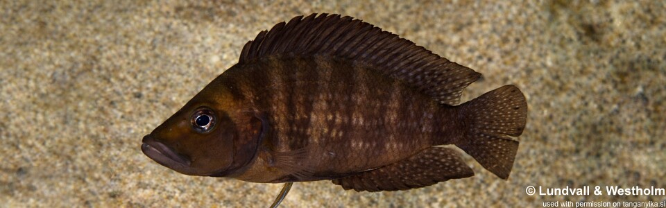 Altolamprologus compressiceps 'Jakobsen's Beach'