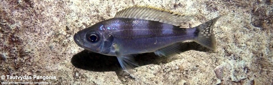 Haplotaxodon trifasciatus 'Jakobsen's Beach'