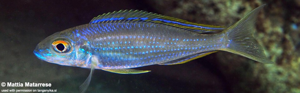 Lestradea perspicax 'Jakobsen's Beach'