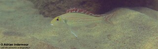 Callochromis pleurospilus &#39;Jakobsen&#39;s Beach&#39;