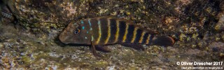 Eretmodus marksmithi &#39;Jakobsen&#39;s Beach&#39;