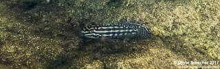 Julidochromis cf. regani &#39;Jakobsen&#39;s Beach&#39;