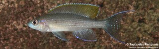 Paracyprichromis brieni &#39;Jakobsen&#39;s Beach&#39;