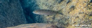Perissodus microlepis &#39;Jakobsen&#39;s Beach&#39;