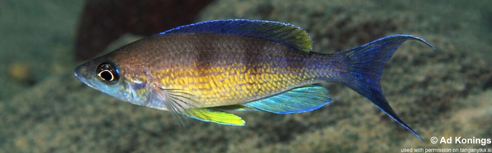Cyprichromis zonatus 'Cape Kabwe Nsolo'