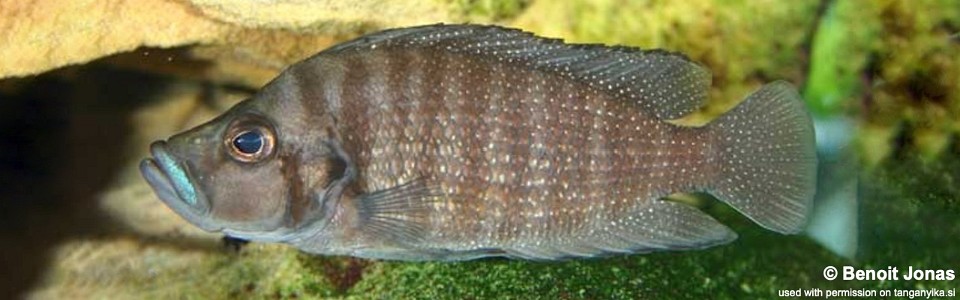 Altolamprologus compressiceps 'Kabwe'