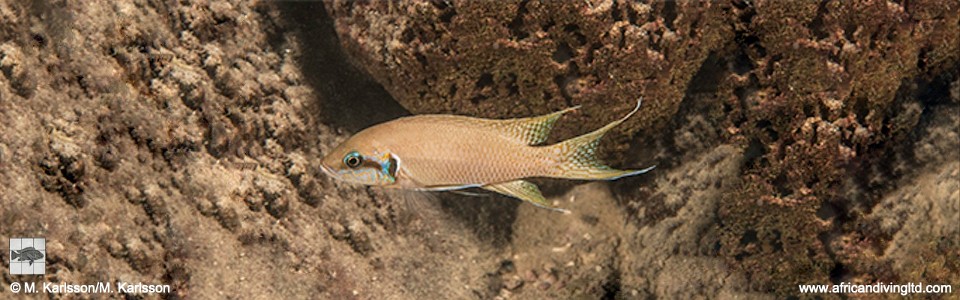 Neolamprologus brichardi 'Kalala Island'