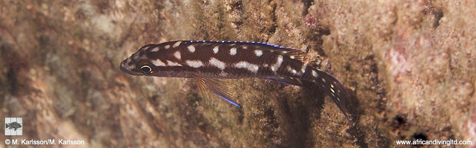 Neolamprologus buescheri 'Kalala Island'