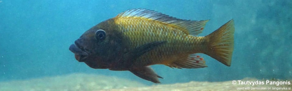 Petrochromis polyodon 'Kalala Island'