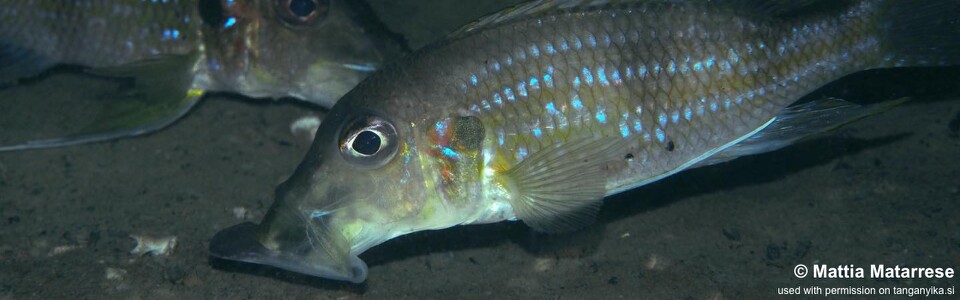 Gnathochromis permaxillaris 'Kalala Island'