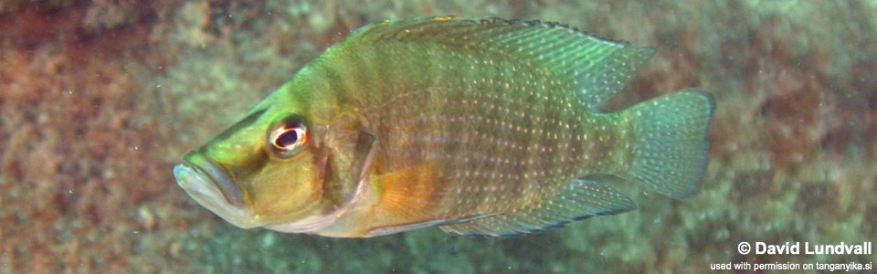 Altolamprologus compressiceps 'Kalambo Lodge'