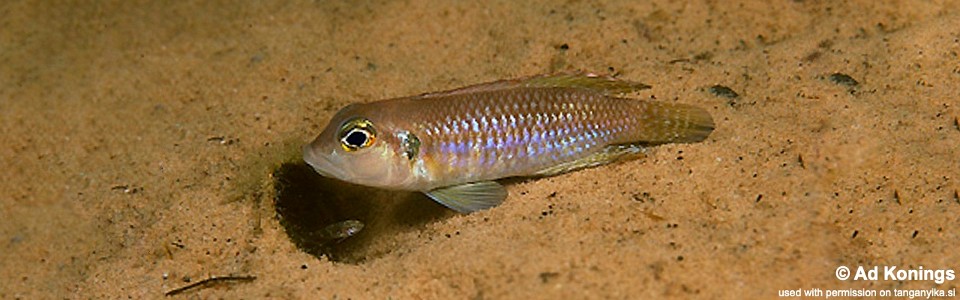 Lamprologus ocellatus 'Kalambo Lodge'