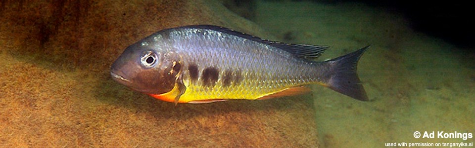 Limnotilapia dardennii 'Kalambo Lodge'