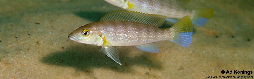 Neolamprologus cunningtoni 'Kalambo Lodge'<br><font color=gray>Lepidiolamprologus cunningtoni 'Kalambo Lodge'</font> 