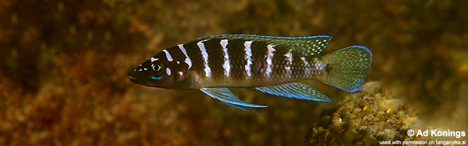 Neolamprologus cylindricus 'Kalambo Lodge'