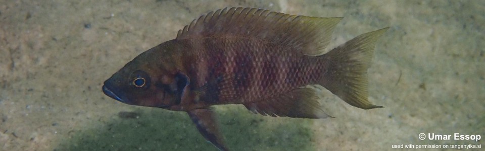 Neolamprologus savoryi 'Kalambo Lodge'