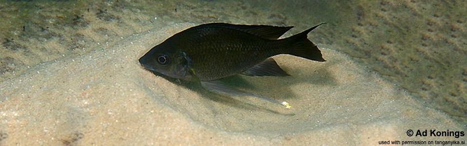 Ophthalmotilapia cf. nasuta 'Kalambo Lodge'