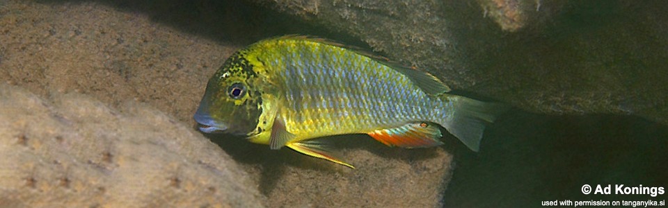 Simochromis diagramma 'Kalambo Lodge' 