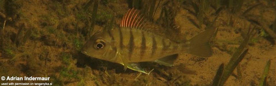 Tylochromis polylepis 'Kalambo Lodge'