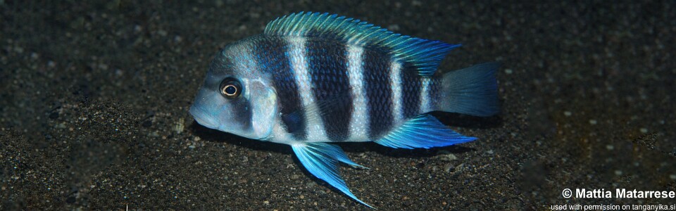 Cyphotilapia gibberosa 'Kalubale'<br><font color=gray>Tanzania</font>