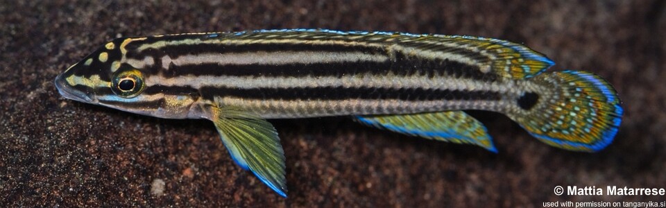 Julidochromis cf. regani 'Kalugunga'<br><font color=gray>J. sp. 'Regani Kekese' Kalugunga</font>