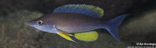 Cyprichromis pavo 'Kalugunga'.jpg