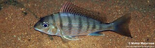 Tylochromis polylepis &#39;Kalyeza Bay&#39;
