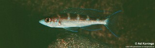 Paracyprichromis brieni &#39;Kampemba&#39;