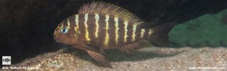 Tropheus sp. &#39;kipili&#39; Kampemba Point Tropheus brichardi &#39;Kampemba Point&#39;