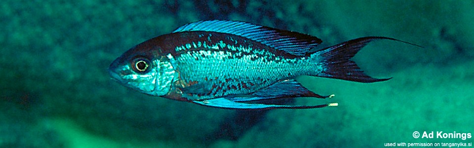 Cyathopharynx sp. 'neon streak' Kanoni<br><font color=gray>Cyathopharynx foae 'Kanoni'</font>