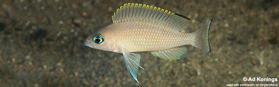 Neolamprologus leloupi 'Kanoni'