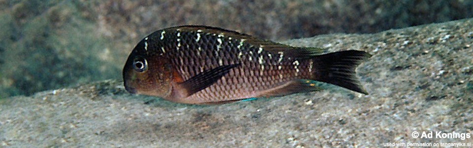 Tropheus sp. 'limespot' Kanoni<br><font color=gray>Tropheus sp. 'maculatus' Kanoni</font> 