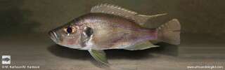 Greenwoodochromis bellcrossi &#39;Kansombo Banks&#39;